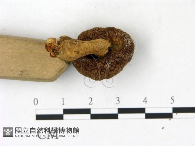 登錄號:F0023189藏品圖，第3張