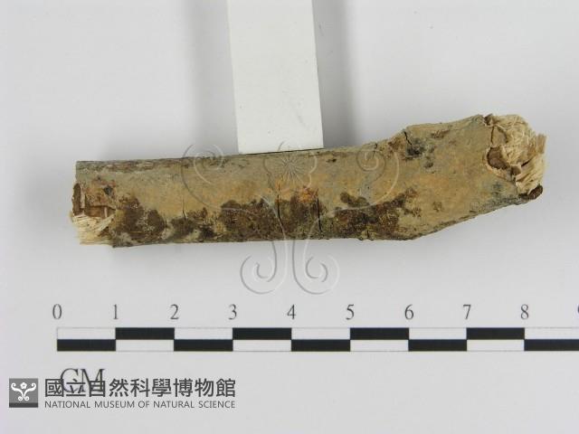 絲皮菌屬藏品圖，第3張