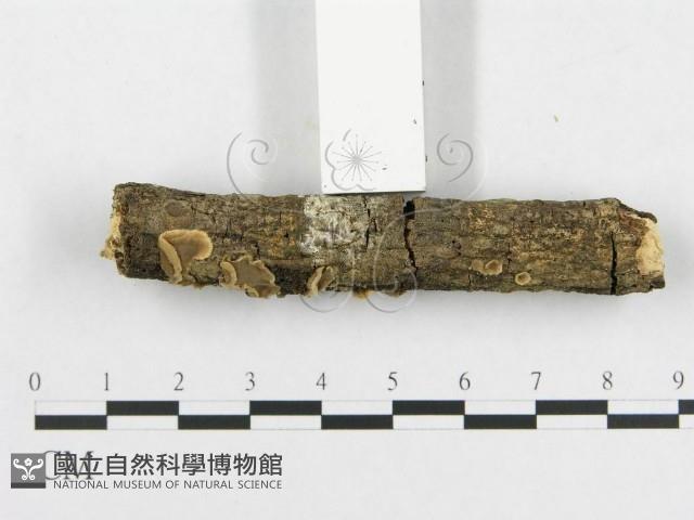 登錄號:F0000089藏品圖，第3張