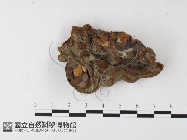 登錄號:F0026089藏品圖，第3張