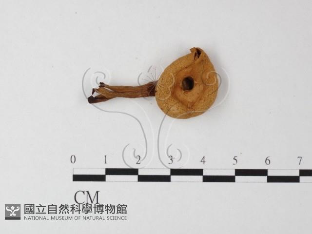 登錄號:F0016089藏品圖，第3張