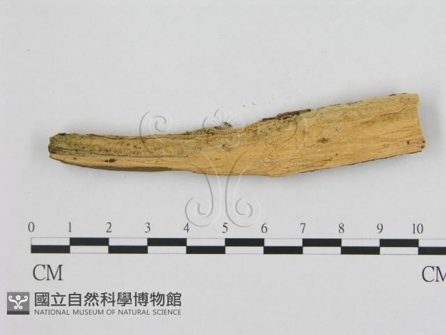 銳孔菌屬藏品圖，第3張