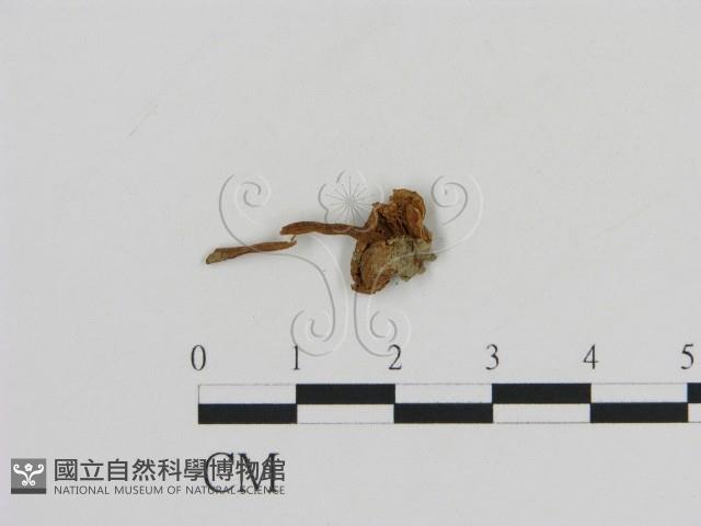 登錄號:F0011089藏品圖，第3張