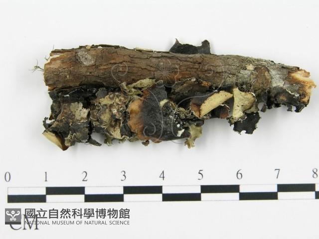 盤革菌屬藏品圖，第3張