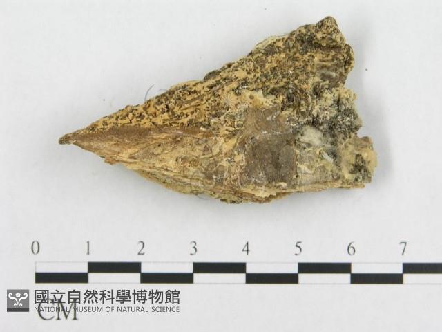 登錄號:F0007089藏品圖，第3張