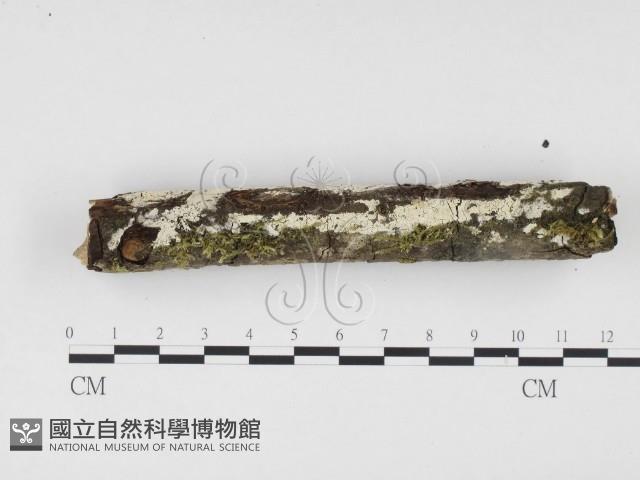 登錄號:F0015089藏品圖，第3張