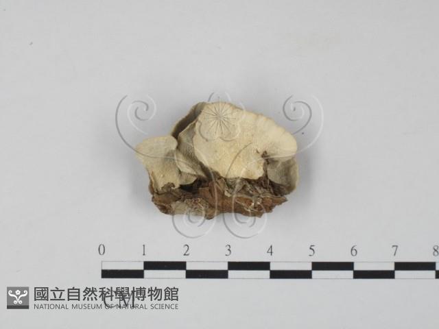 雲芝藏品圖，第3張
