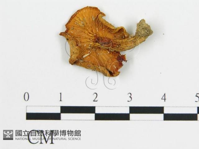 登錄號:F0013089藏品圖，第3張