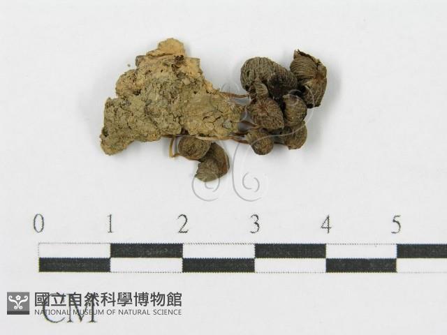 登錄號:F0008389藏品圖，第3張