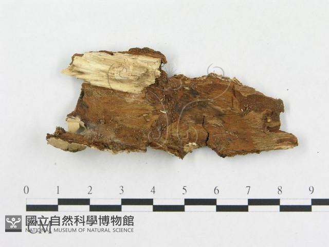 登錄號:F0020389藏品圖，第3張