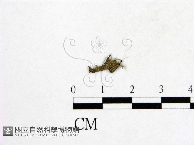 登錄號:F0010389藏品圖，第3張