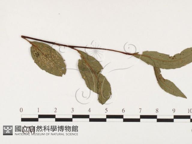 登錄號:F0026389藏品圖，第1張