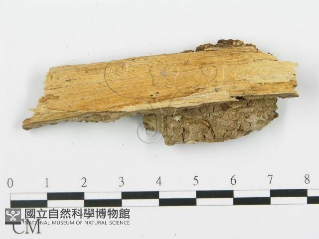 登錄號:F0006389藏品圖，第3張