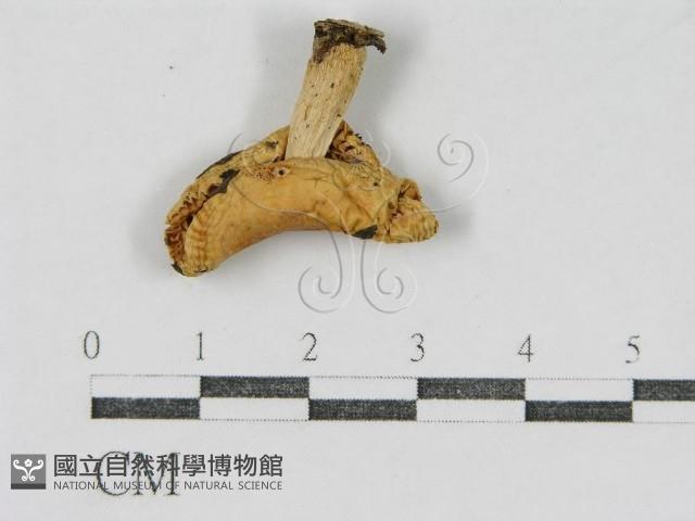 登錄號:F0016389藏品圖，第3張