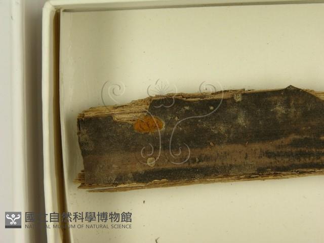 館號:F0021389藏品圖，第3張