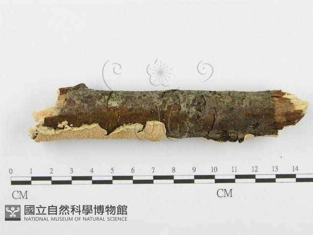 登錄號:F0001389藏品圖，第3張