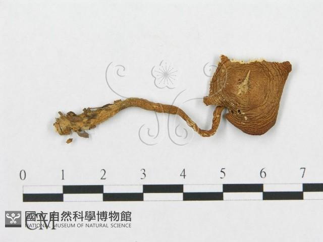 登錄號:F0011389藏品圖，第1張