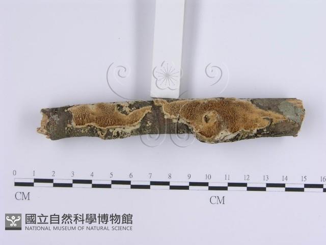 登錄號:F0002389藏品圖，第3張