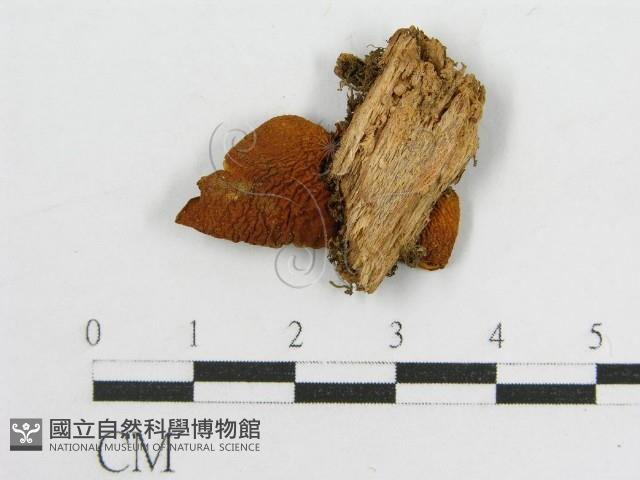 登錄號:F0012389藏品圖，第3張