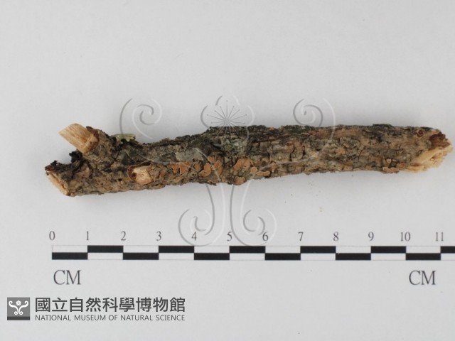 登錄號:F0025389藏品圖，第3張