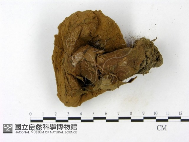頭狀禿馬勃藏品圖，第3張