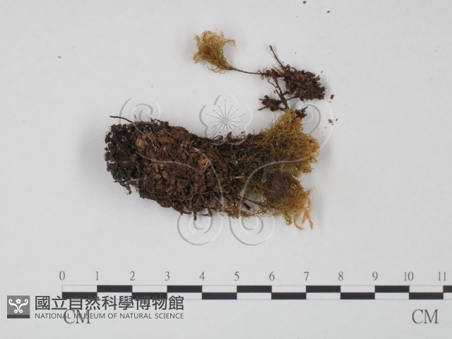紅菇屬藏品圖，第3張