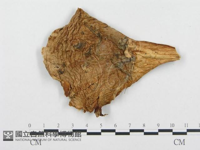 登錄號:F0008203藏品圖，第3張