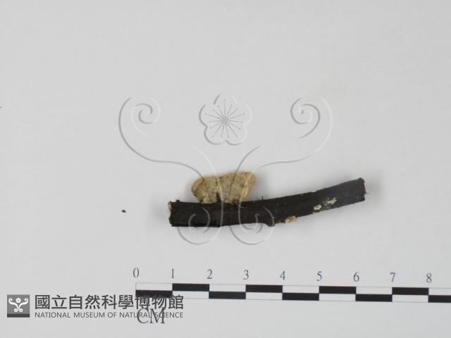栓菌屬藏品圖，第3張