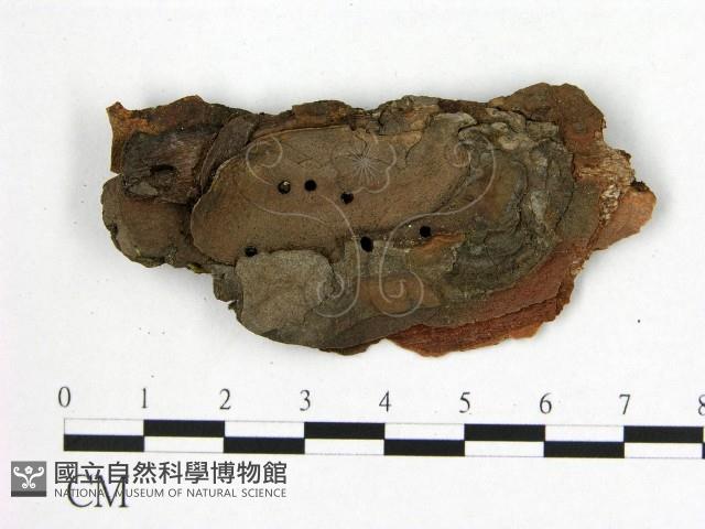 登錄號:F0008103藏品圖，第3張