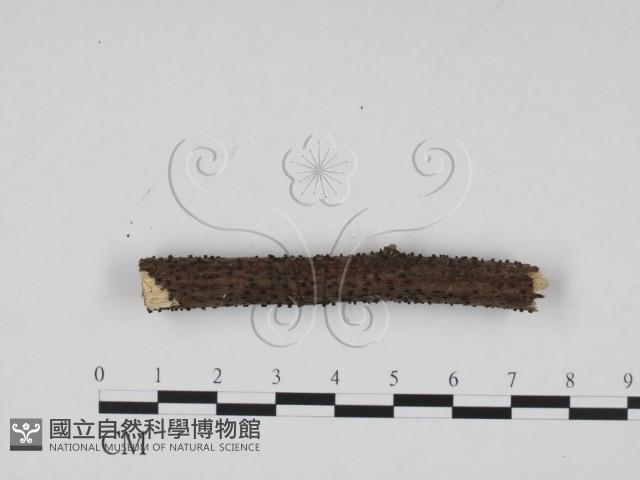 登錄號:F0009103藏品圖，第3張