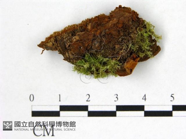 登錄號:F0006003藏品圖，第3張