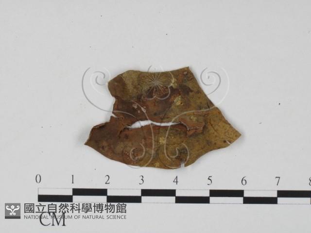 登錄號:F0001003藏品圖，第3張