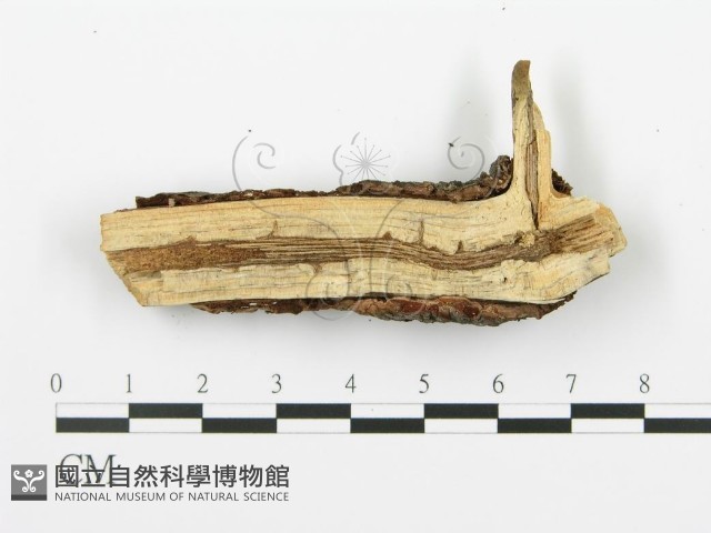 射脈菌屬藏品圖，第3張