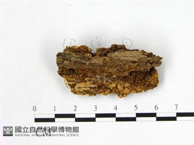 登錄號:F0007003藏品圖，第3張