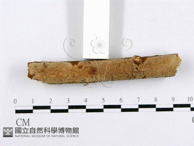 射脈菌屬藏品圖，第3張