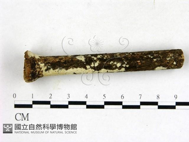 登錄號:F0009303藏品圖，第3張