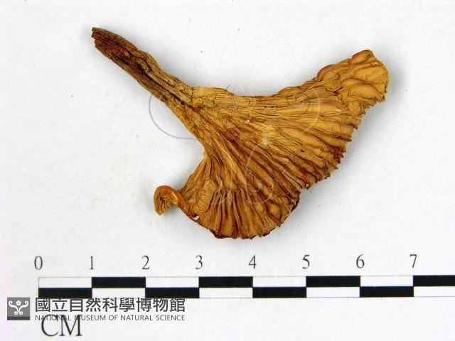 登錄號:F0008013藏品圖，第3張