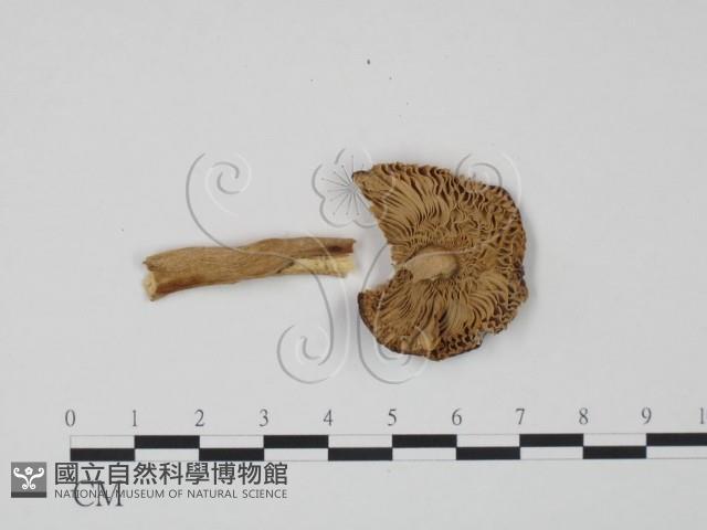 紅菇屬藏品圖，第3張