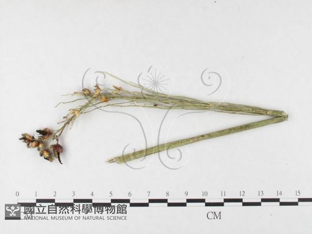 登錄號:F0026293藏品圖，第1張