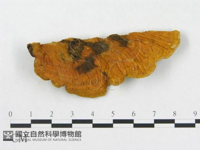 登錄號:F0006293藏品圖，第1張