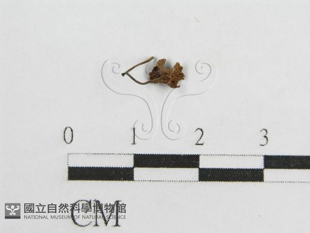 微皮傘屬藏品圖，第3張