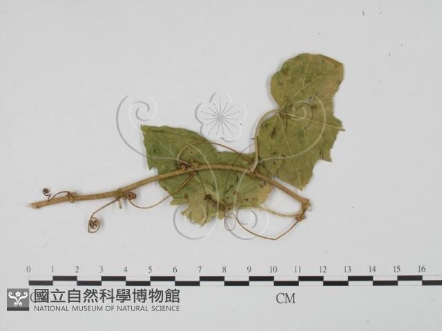 登錄號:F0021293藏品圖，第3張