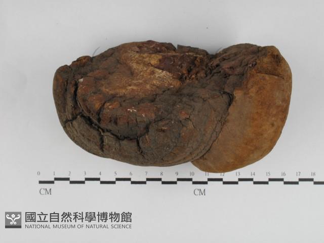 木層孔菌屬藏品圖，第3張