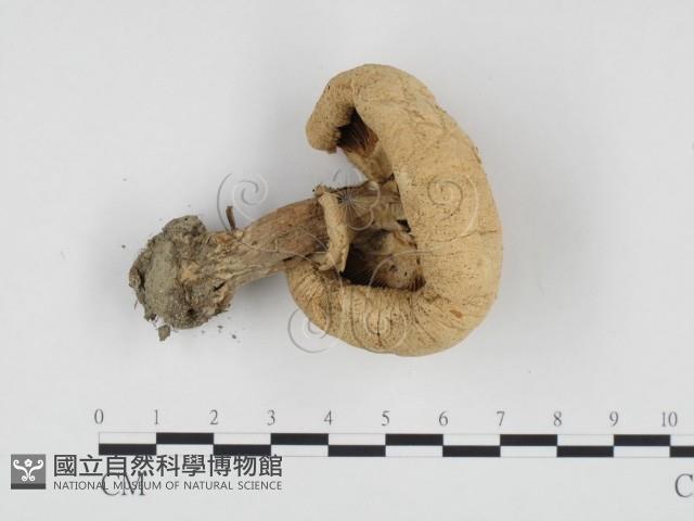 登錄號:F0024293藏品圖，第3張