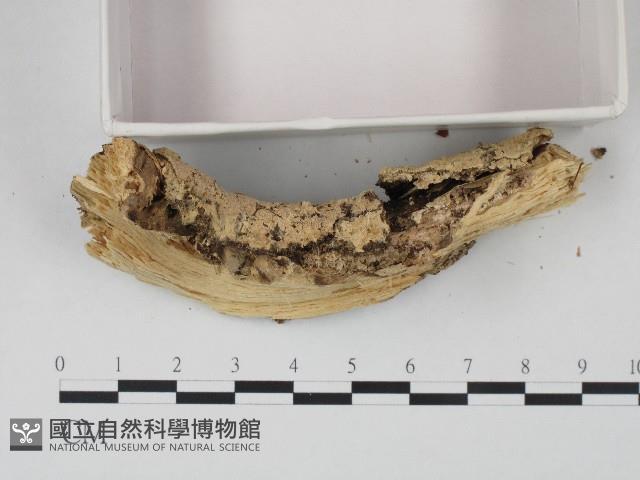 登錄號:F0004293藏品圖，第3張