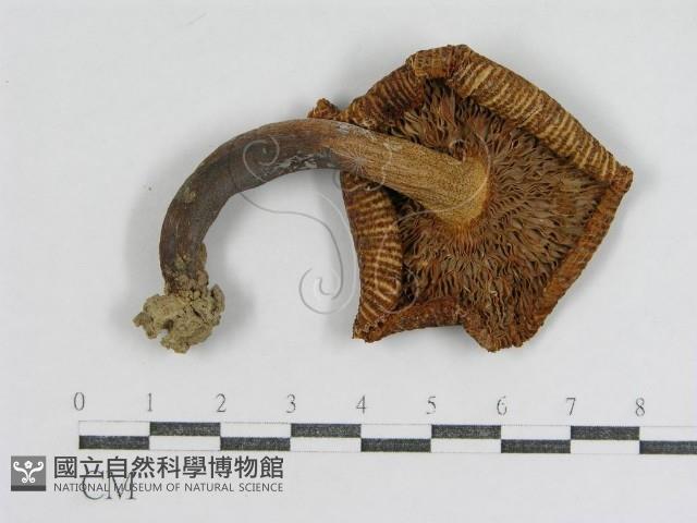 登錄號:F0002293藏品圖，第3張