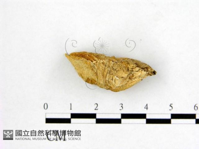 登錄號:F0017293藏品圖，第3張