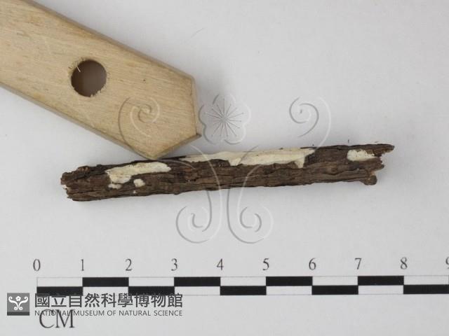 登錄號:F0025293藏品圖，第3張