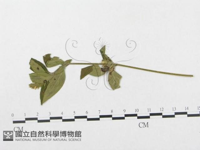 登錄號:F0019293藏品圖，第1張