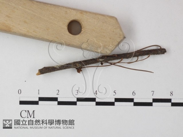 登錄號:F0023293藏品圖，第3張